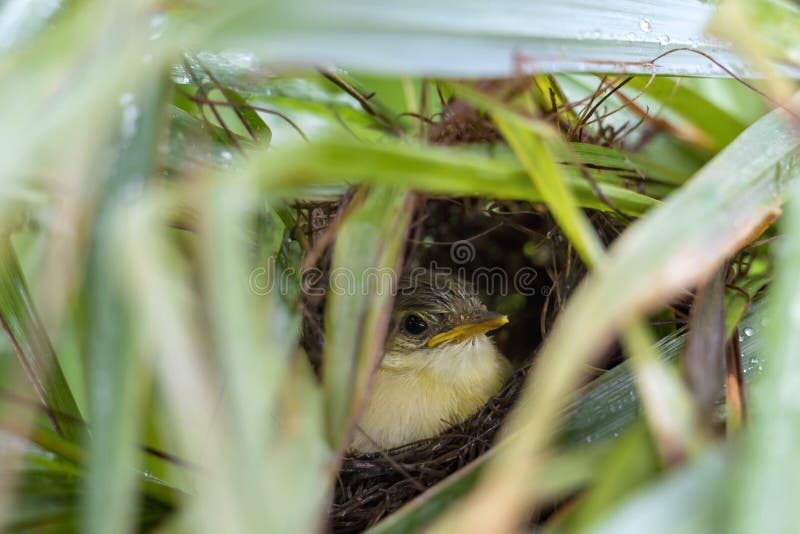 nest all timely nest all timely