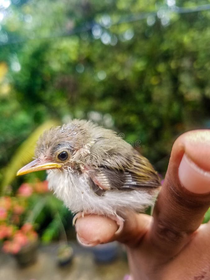 Birds, also known as Aves, are a group of endothermic vertebrates, characterised by feathers, toothless beaked jaws, the laying of hard-shelled eggs, a high metabolic rate, a four-chambered heart, and a strong yet lightweight skeleton. Birds live worldwide and range in size from the 5 cm 2 in bee hummingbird to the 2.75 m 9 ft ostrich. They rank as the world’s most numerically-successful class of tetrapods, with approximately ten thousand living species, more than half of these being passerines, sometimes known as perching birds. Birds have wings which are more or less developed depending on the species; the only known groups without wings are the extinct moa and elephant birds. Wings, which evolved from forelimbs, gave birds the ability to fly, although further evolution has led to the loss of flight in flightless birds, including ratites, penguins, and diverse endemic island species of birds. The digestive and respiratory systems of birds are also uniquely adapted for flight. Some bird species of aquatic environments, particularly seabirds and some waterbirds, have further evolved for swimming. Birds, also known as Aves, are a group of endothermic vertebrates, characterised by feathers, toothless beaked jaws, the laying of hard-shelled eggs, a high metabolic rate, a four-chambered heart, and a strong yet lightweight skeleton. Birds live worldwide and range in size from the 5 cm 2 in bee hummingbird to the 2.75 m 9 ft ostrich. They rank as the world’s most numerically-successful class of tetrapods, with approximately ten thousand living species, more than half of these being passerines, sometimes known as perching birds. Birds have wings which are more or less developed depending on the species; the only known groups without wings are the extinct moa and elephant birds. Wings, which evolved from forelimbs, gave birds the ability to fly, although further evolution has led to the loss of flight in flightless birds, including ratites, penguins, and diverse endemic island species of birds. The digestive and respiratory systems of birds are also uniquely adapted for flight. Some bird species of aquatic environments, particularly seabirds and some waterbirds, have further evolved for swimming.