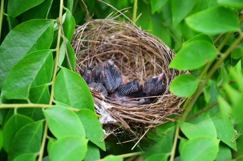 Baby birds in Bird's nest stock photo Baby birds in Bird's nest stock photo