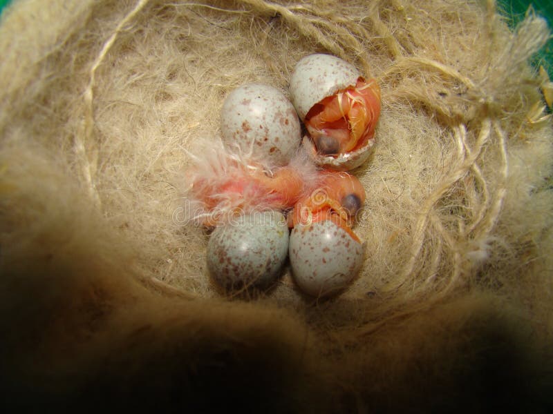 Baby birds hatching Canary from their eggs shells. Birth of new life, cute animal, new born life, The first moments of birth. Bi