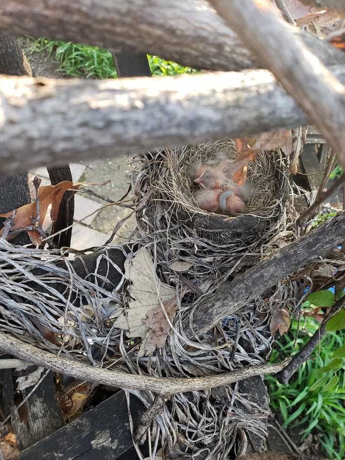 Baby Birds Nest Stock Images Download 4,604 Royalty Free Photos