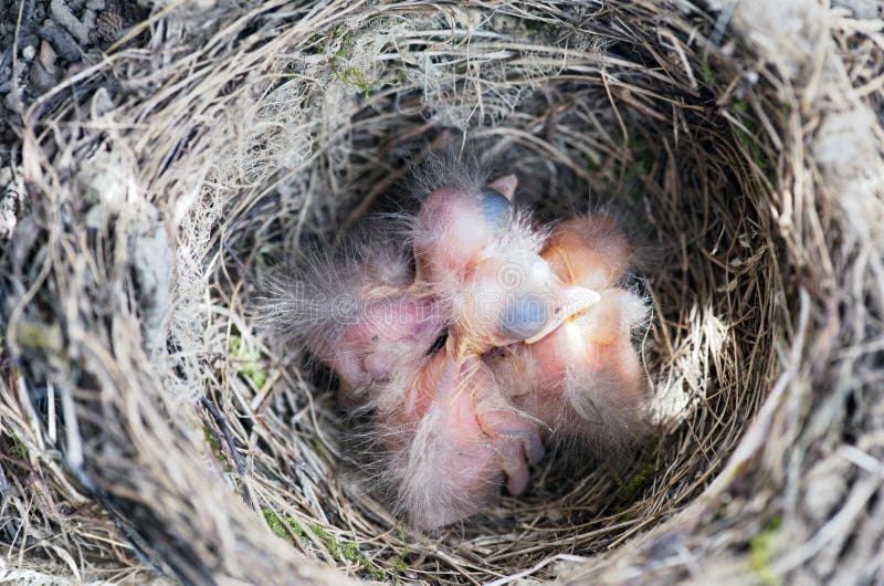 Baby birds stock image. Image of grow, turdus, bird, habitat 66160965