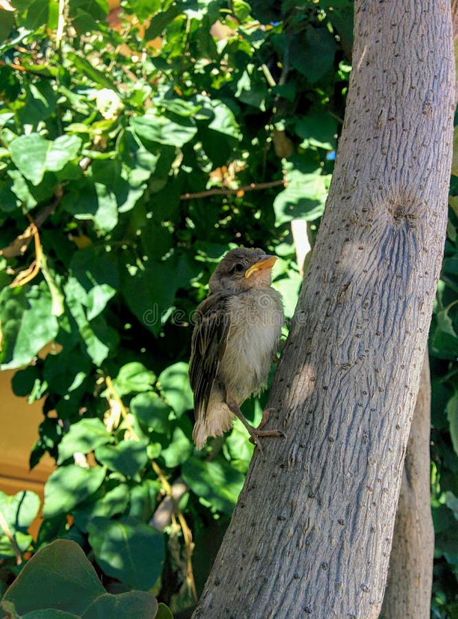 Baby birds stock photo. Image of bird, ecosystem, birds 94427360
