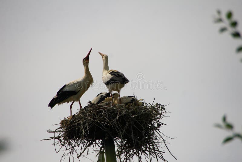 Baby birds of white storks in a nest in the summer
