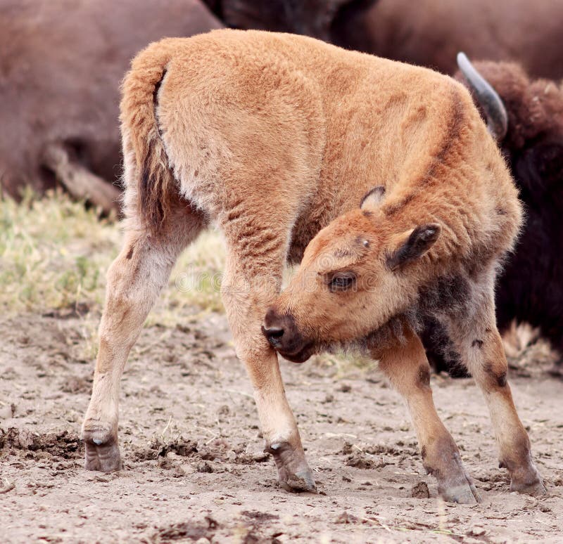 Baby Bison stock photo. Image of herd, animal, wildlife 15210776