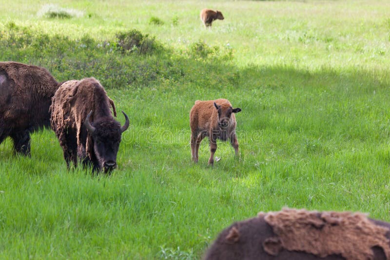 Baby-Bison mit Familie stockbild Baby-Bison mit Familie stockbild