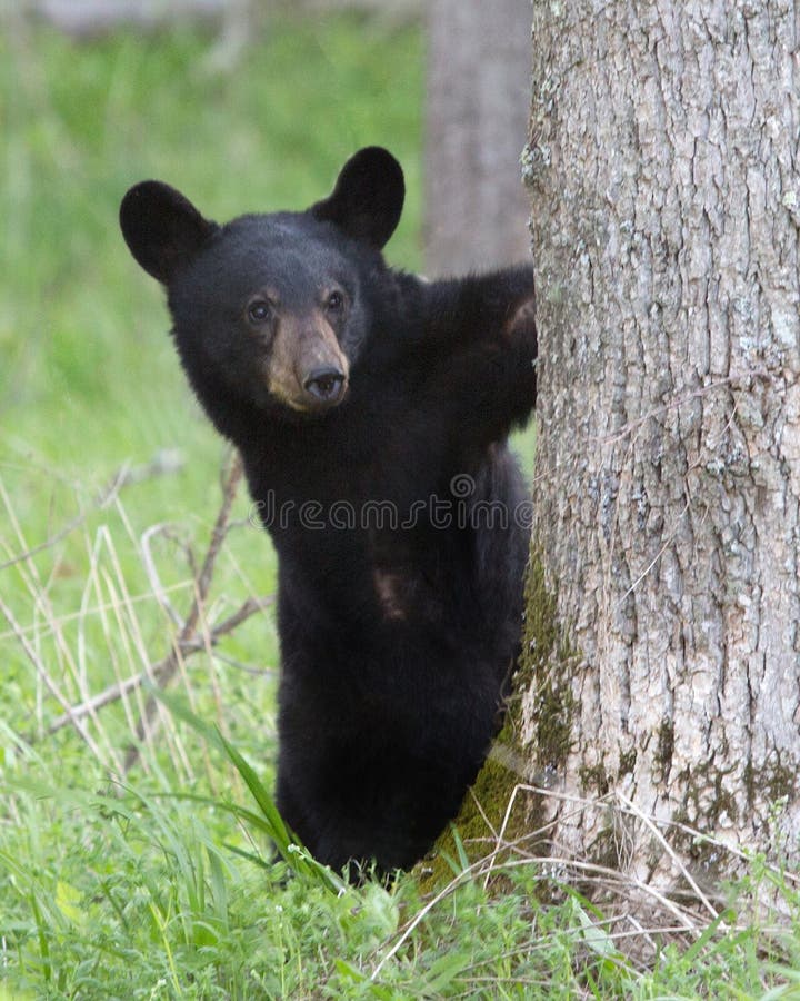 Young American black bear