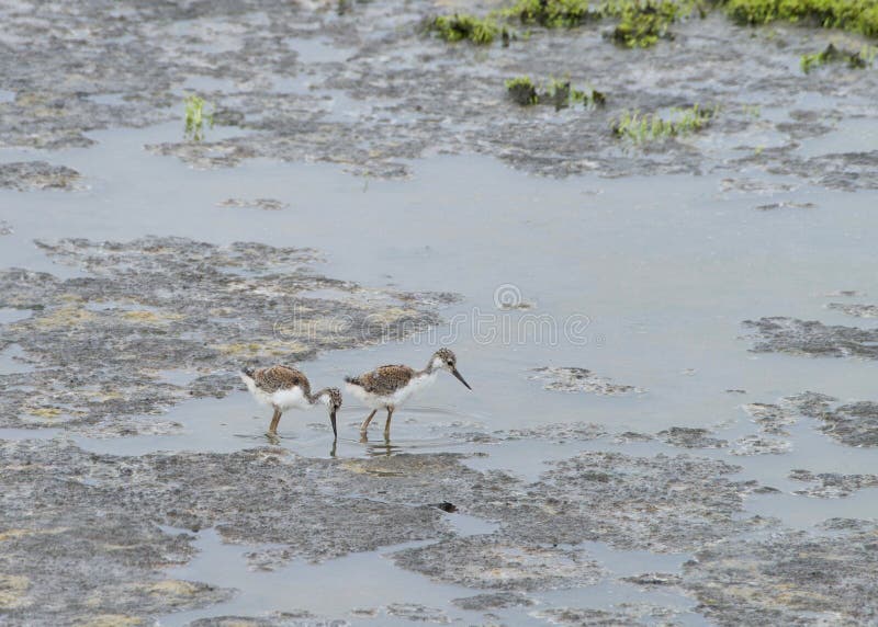 Two baby black neck stilts foraging for food marsh water royalty free stock photography Two baby black neck stilts foraging for food marsh water royalty free stock photography