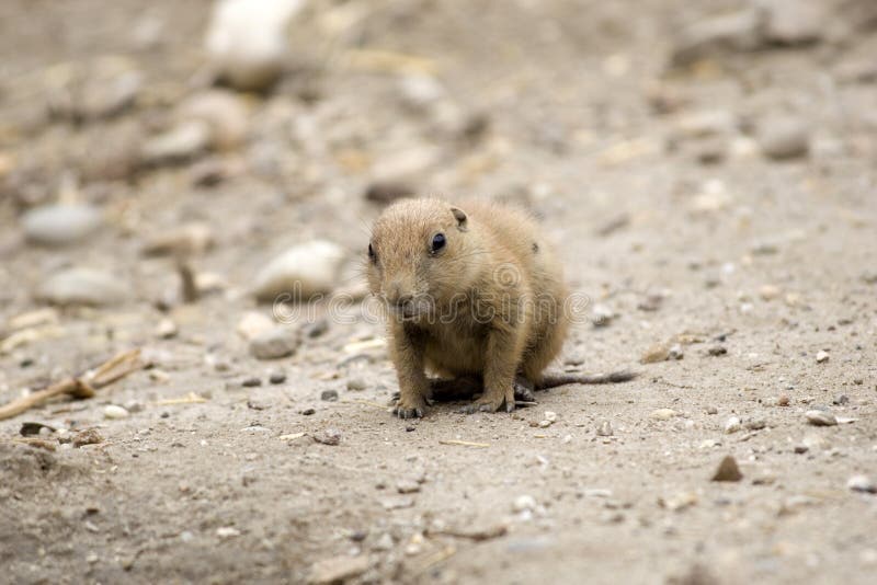 Baby Black-tailed prairie dog stock images Baby Black-tailed prairie dog stock images