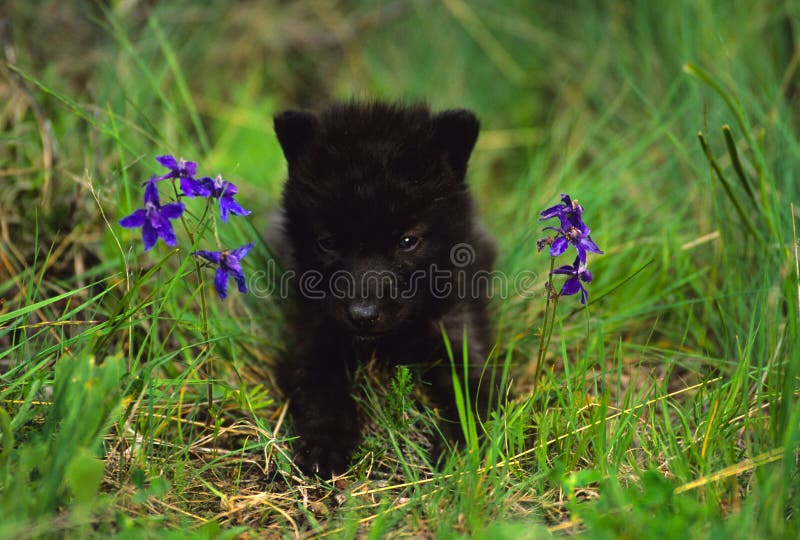Newborn Black Wolf Pups