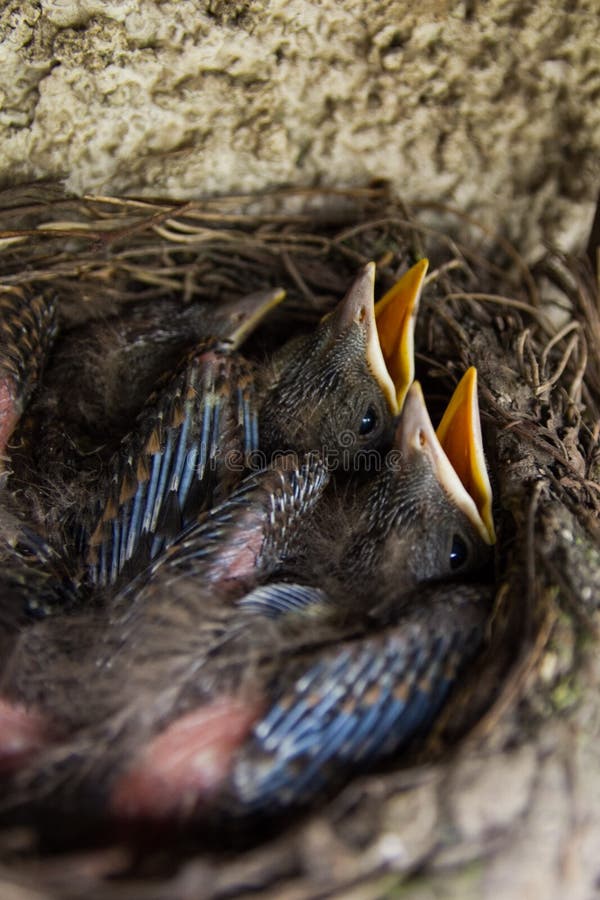 Baby blackbirds stock image. Image of hungry, ouzel, season - 49648253