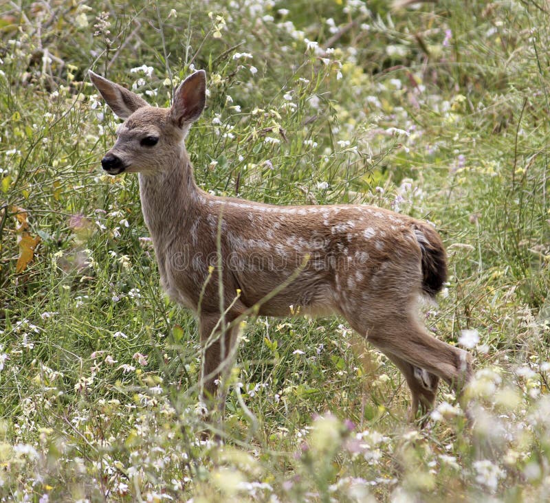 Baby Blacktail-Kitz (kolumbianische schwarzschwanzige Rotwild) stockfotos Baby Blacktail-Kitz (kolumbianische schwarzschwanzige Rotwild) stockfotos
