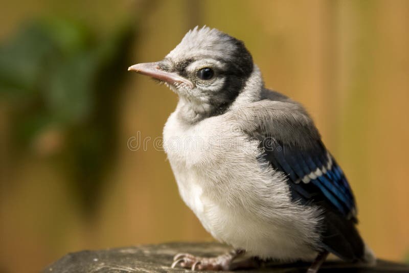 388 Baby Blue Jay Stock Photos - Free & Royalty-Free Stock Photos from  Dreamstime