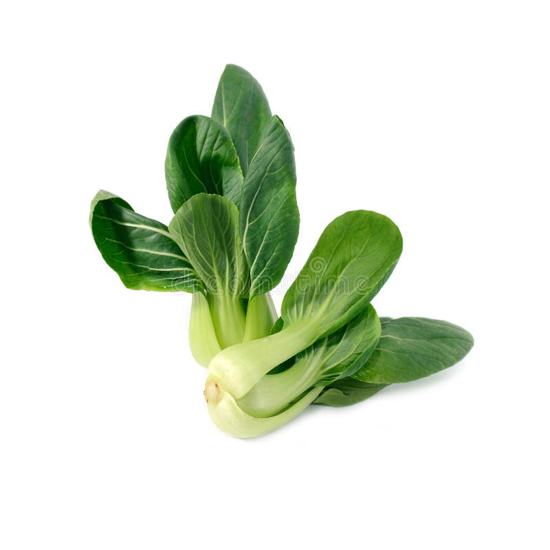 Baby Bok Choy or Pak Choi Chinese Cabbage Stock Photo Image of choy, choi 129419668