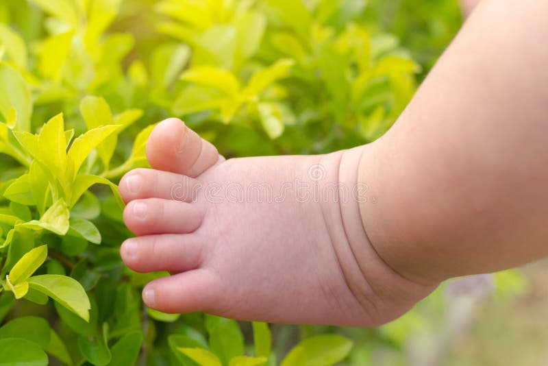 Baby boy foots touching on fresh tree leaves in the morning with warm sunlight at summer time. baby learning the new experience of royalty free stock photo
