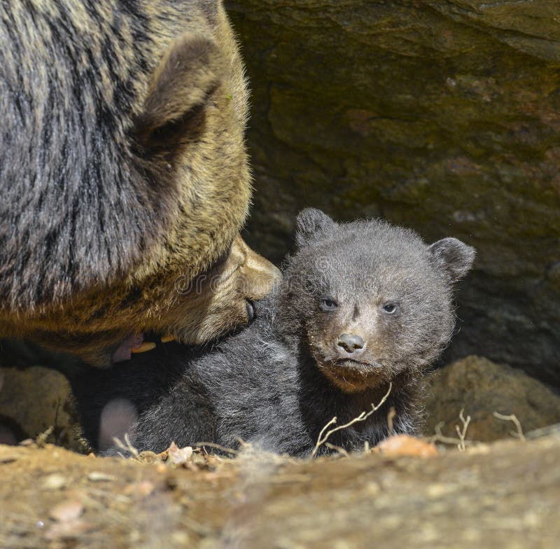 Baby brown bear and his mother