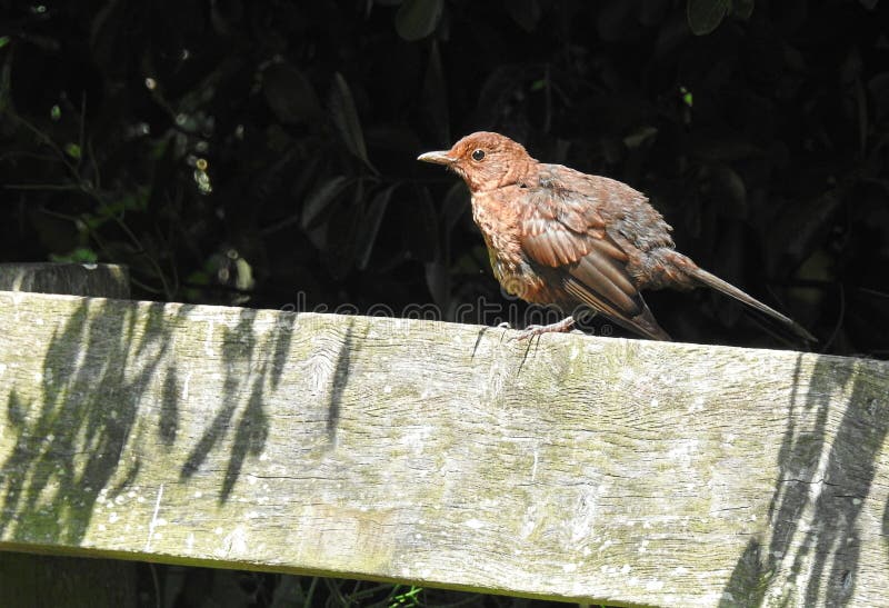 Baby brown blackbird perching garden bench seat chair wooden park forest wildlife birds. Photo of a British Blackbird baby fledgling looking around its new home stock photos Baby brown blackbird perching garden bench seat chair wooden park forest wildlife birds. Photo of a British Blackbird baby fledgling looking around its new home stock photos