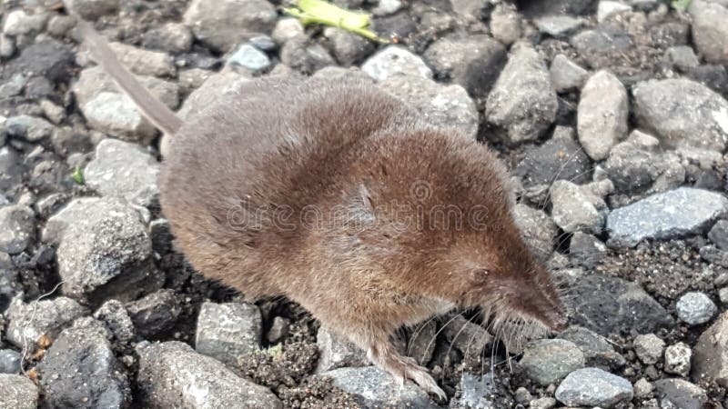 105 Baby Mole Photos Free Royalty Free Stock Photos From Dreamstime