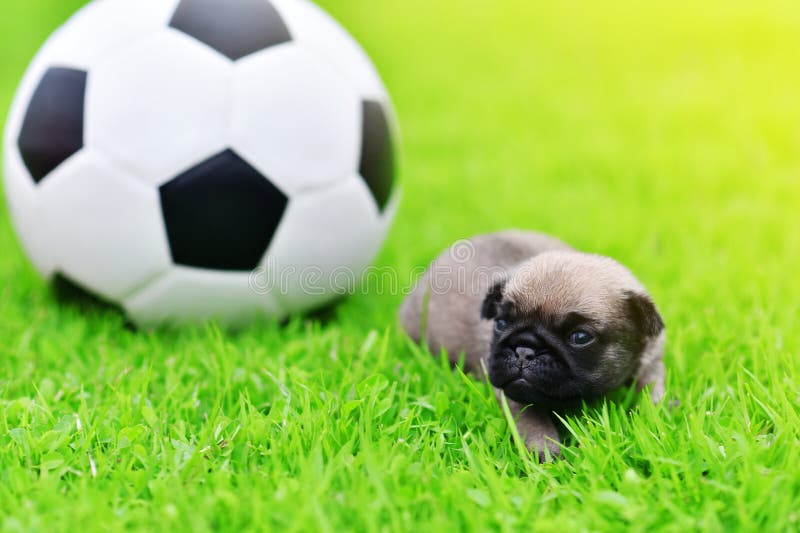 Baby bruine Pug drie weken leeftijds met voetbal
