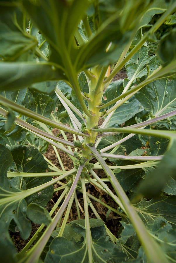 Baby Brussels Sprouts Picture. Image 20296987