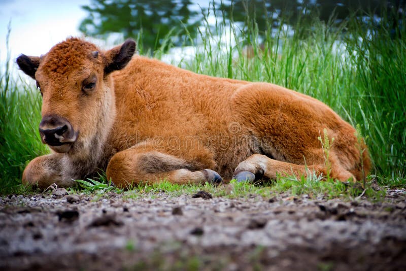 Baby Buffalo Laying