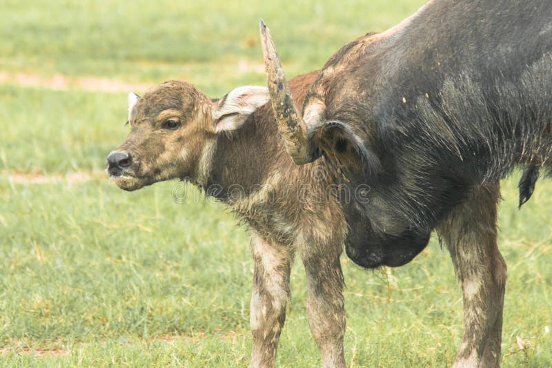 A Baby Buffalo is Walking in the Field Stock Image Image of buffalo