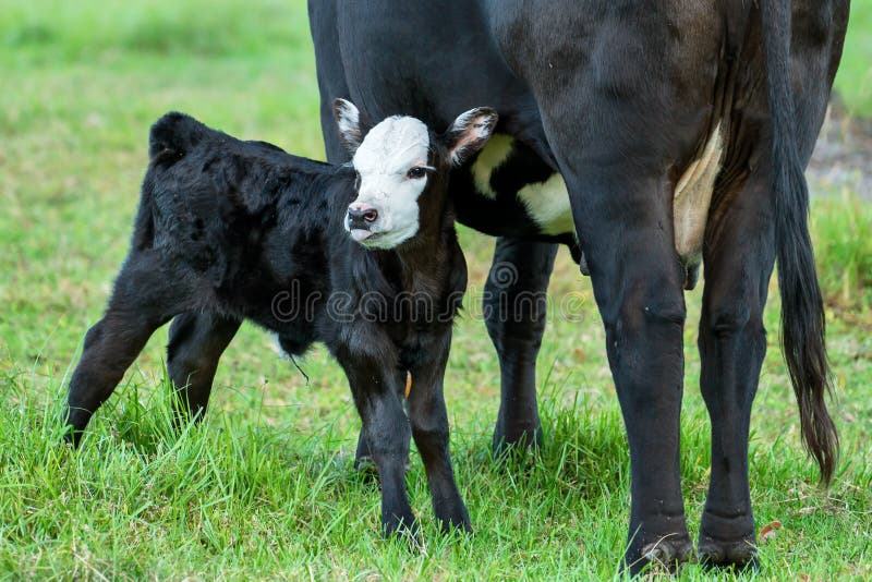 Baby bull or calf standing next to mother cow