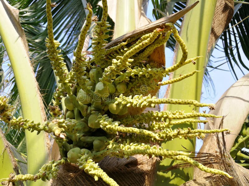 Baby Bunches of Coconut Fruits on Its Tree. Freshness of Nature Stock ...