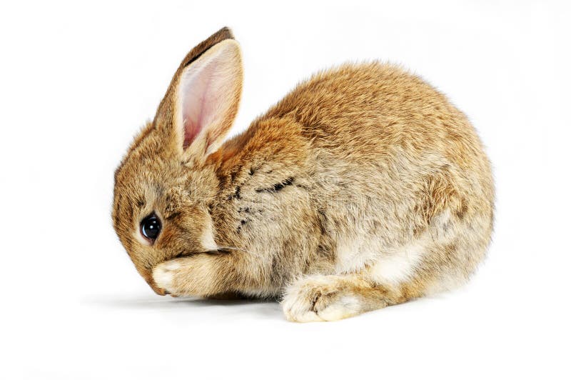 Baby bunny stock image. Image of young, green, wild, cute 12893181