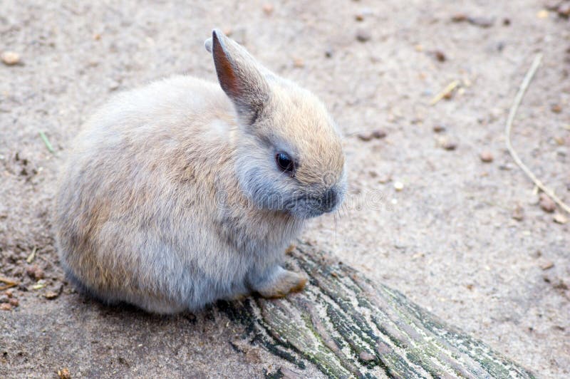 Baby bunny stock image. Image of young, green, wild, cute 12893181