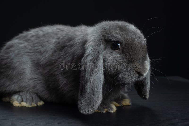 black floppy eared rabbit