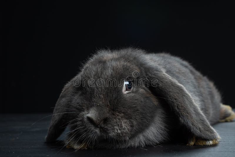 black floppy eared rabbit
