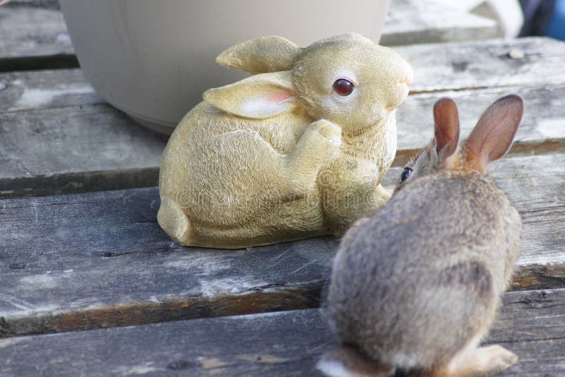 Baby Bunny Eating Flowers In The Garden. Stock Photo Image of garden