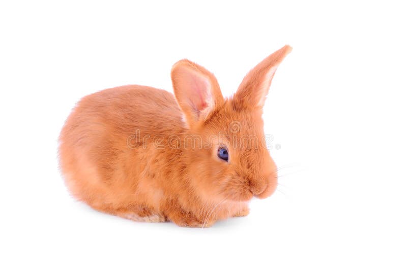 Baby Bunny Isolated On White Stock Photo Image of clear, rabbit 39382782