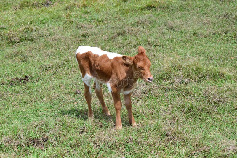 Baby Calf Stock Images Download 13,024 Royalty Free Photos
