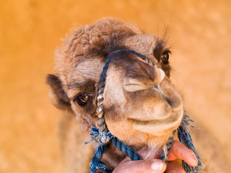 2,034 Baby Camel Photos Free & RoyaltyFree Stock Photos from Dreamstime