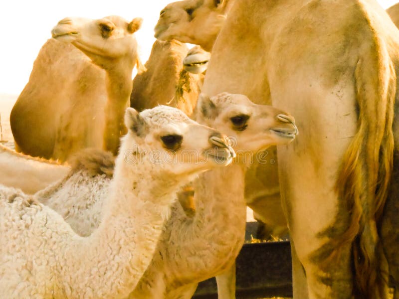 2 Baby Camels stock photo. Image of peninsula, east, jung 44059488