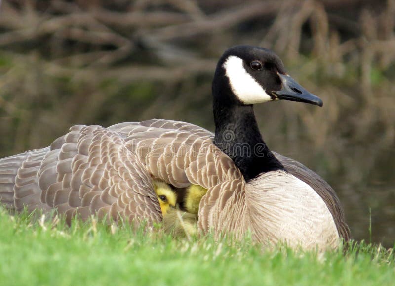 Baby Canada Goose Goslings under the Wing of Mother Canada Goose