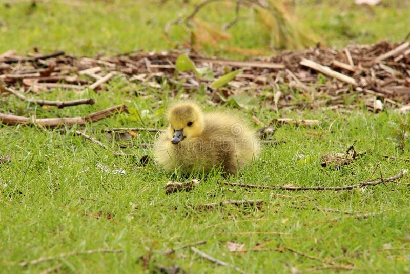 1,452 Canada Goose Baby Chick Stock Photos Free & RoyaltyFree Stock