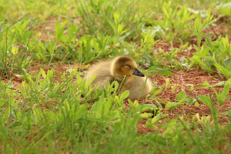 Baby Canada goose stock photo. Image of fowl, grass, geese 41095396