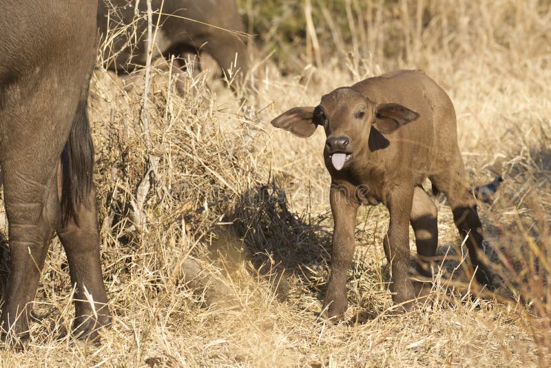 buffalo bebe