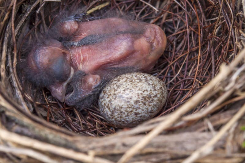 baby bird in nest