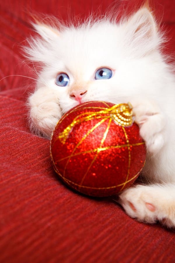 Baby cat with Christmas decoration