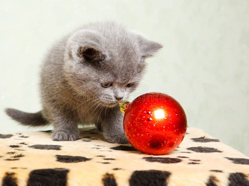 Baby cat with Christmas decoration