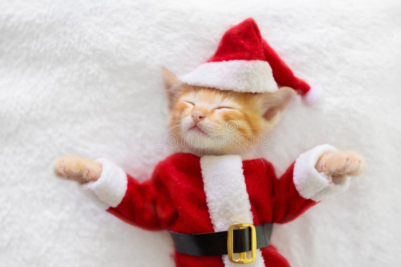 Baby cat in Christmas Santa hat. Kitten in winter