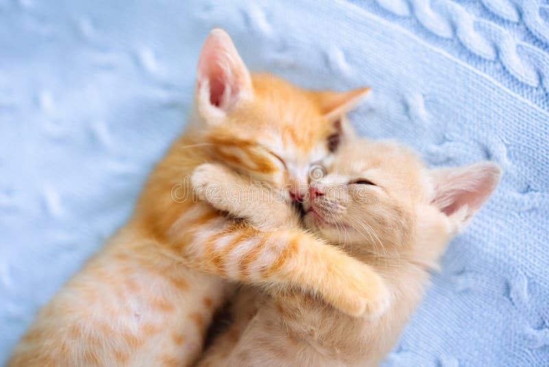 Baby cat. Ginger kitten sleeping under blanket royalty free stock image Baby cat. Ginger kitten sleeping under blanket royalty free stock image