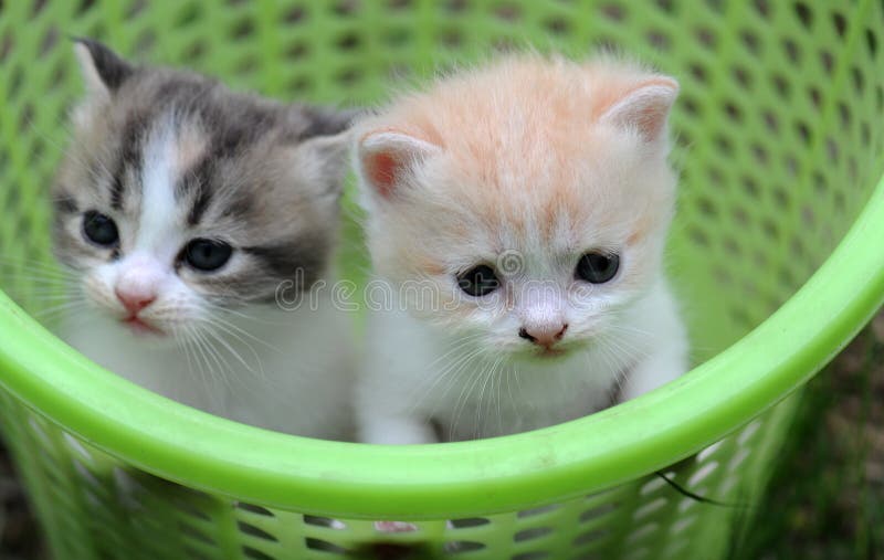 2 baby cat kitty in basket