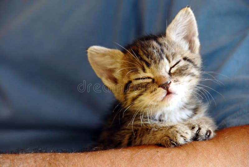 Little baby cat sleeping on human hand closeup. Little baby cat sleeping on human hand closeup