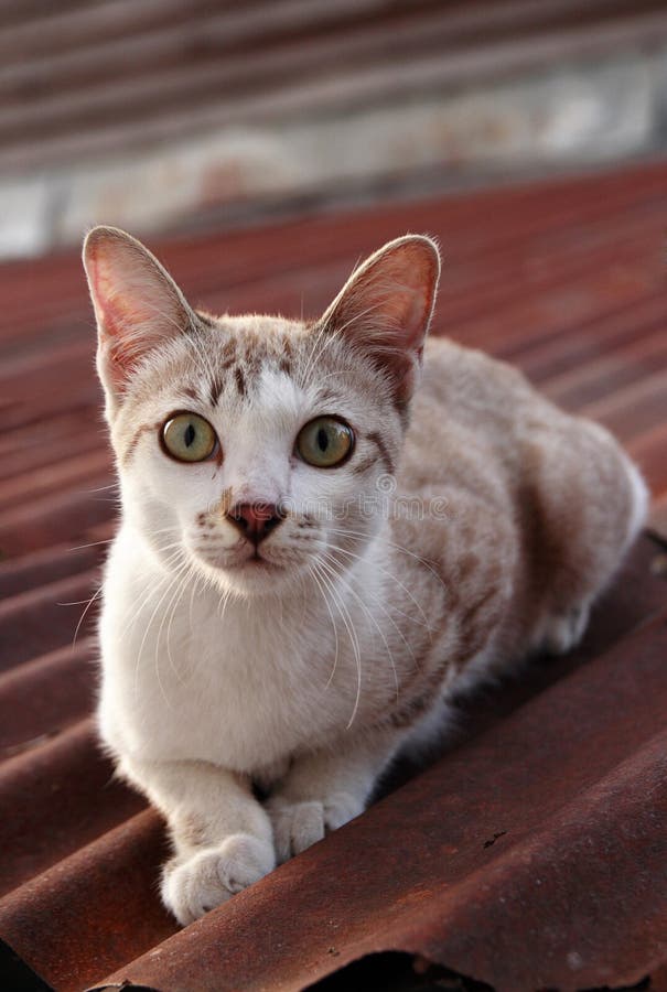 Baby cat on the roof