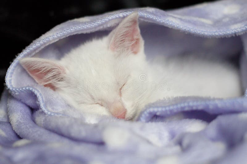 White Cat Sleeping with Blanket Stock Image Image of domestic, kitty